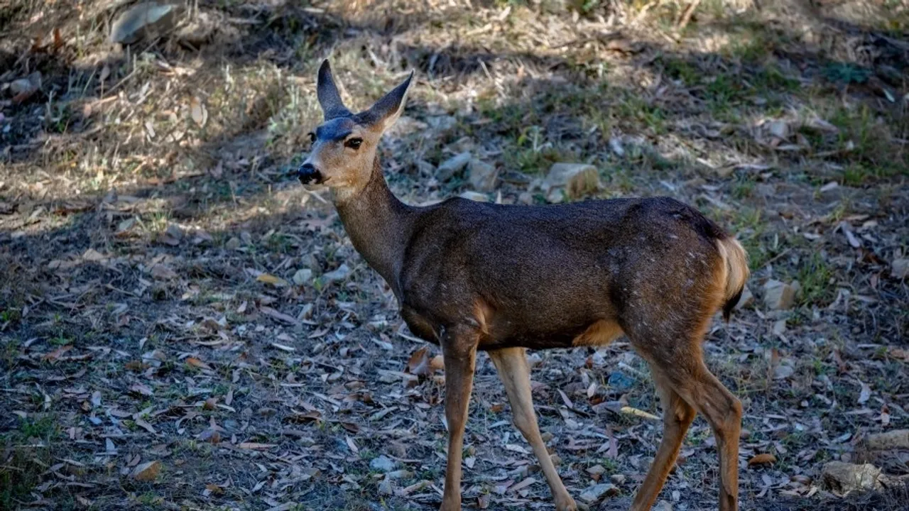 Los Angeles County Supervisors Oppose Catalina Island Conservancy's Plan to Eradicate Mule Deer