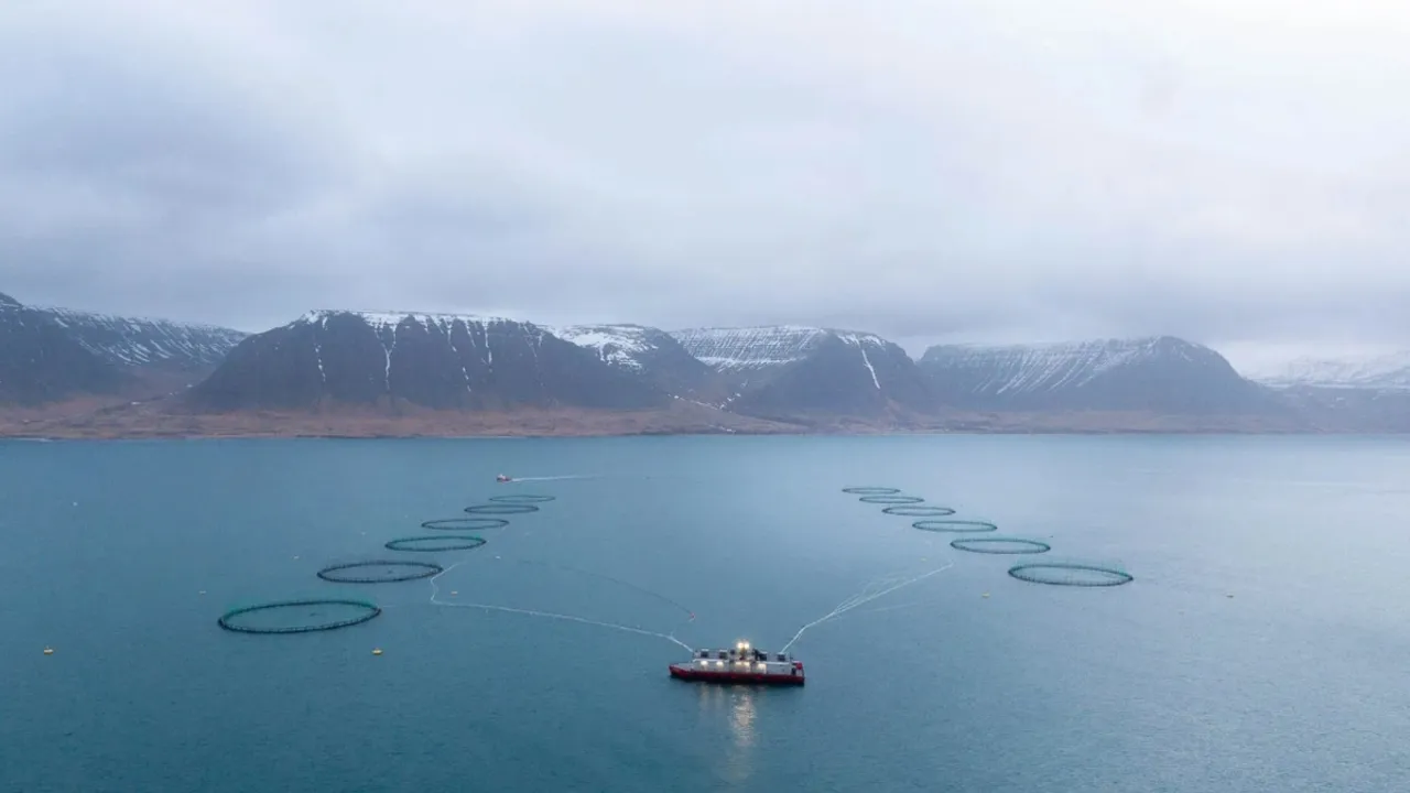 Iceland Allows Arctic Fish to Continue Salmon Farming Despite Concerns