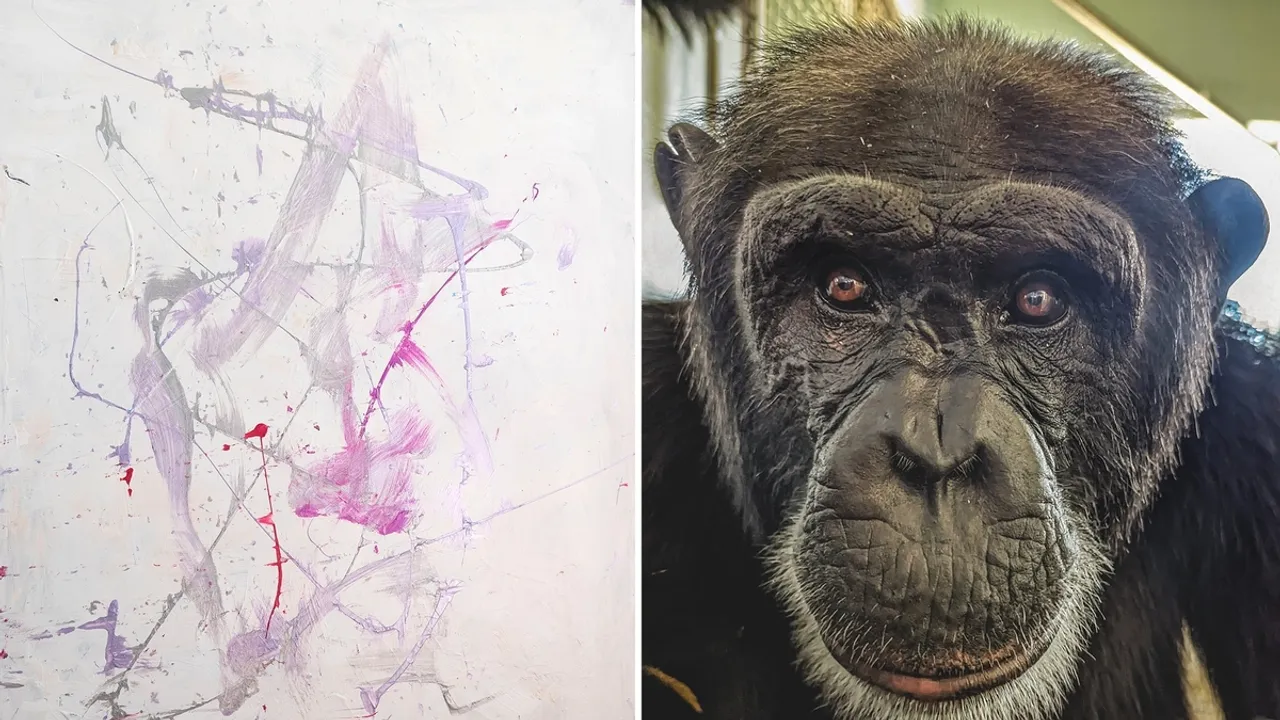 Chimpanzee Artists Exhibit Their Masterpieces at Rostov Zoo in Russia