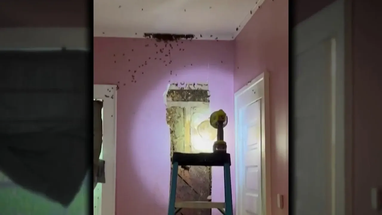 North Carolina Toddler's 'Monster' in Wall Revealed as Massive Bee Colony