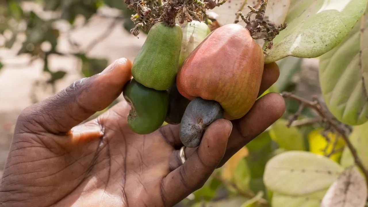 Kenyan Women Workers Face Hazardous Conditions in Reviving Cashew Nut Industry