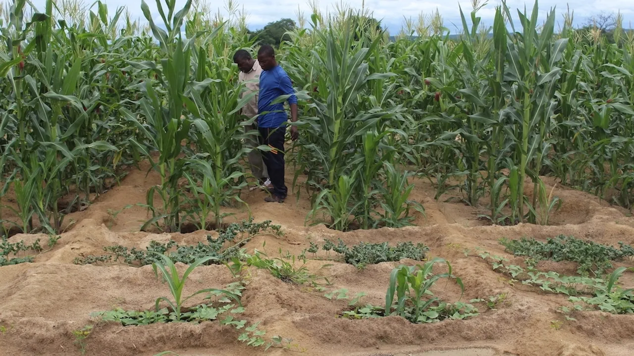 Kenya Pledges $1 Million in Maize Aid to Drought-Stricken Zimbabwe