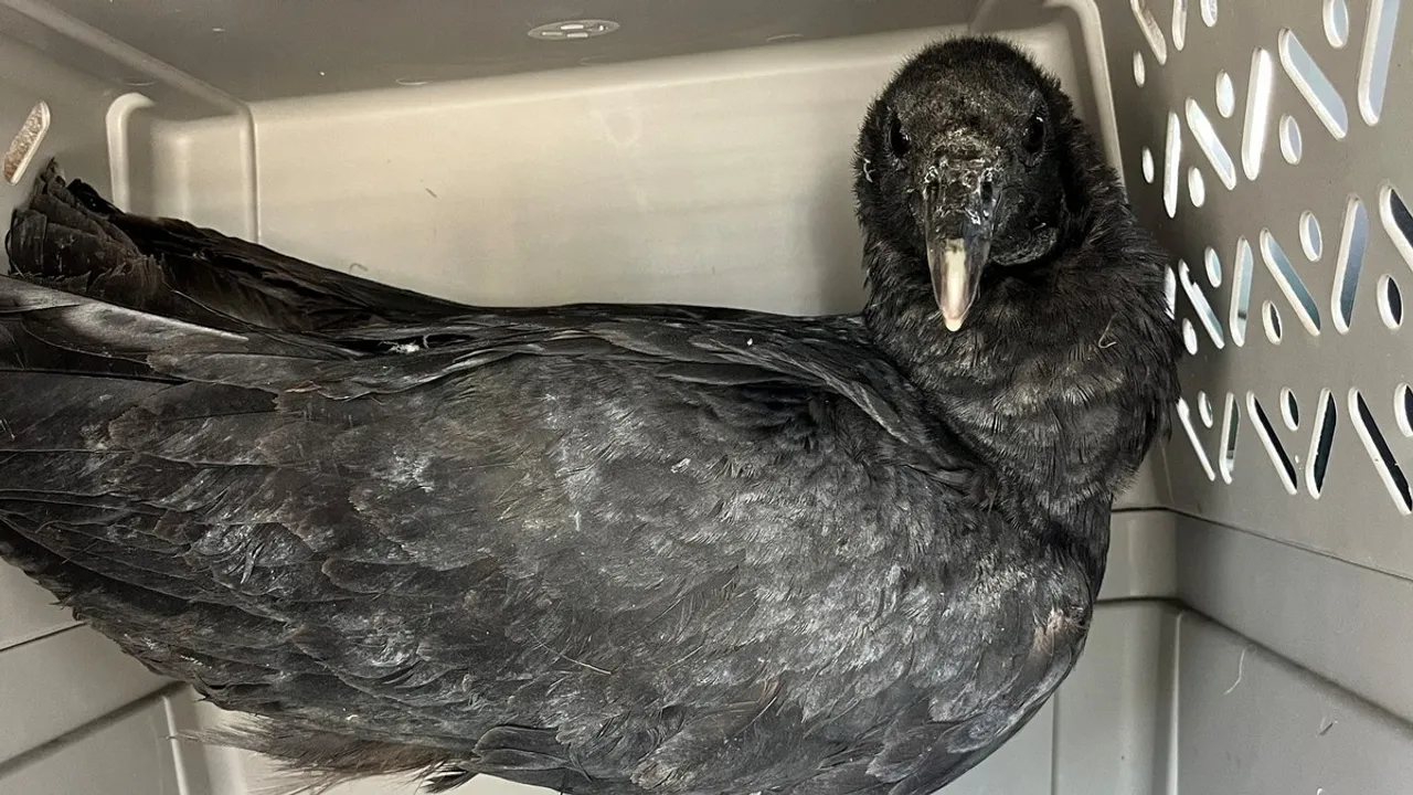 Intoxicated Vultures Rescued and Rehabilitated in Connecticut