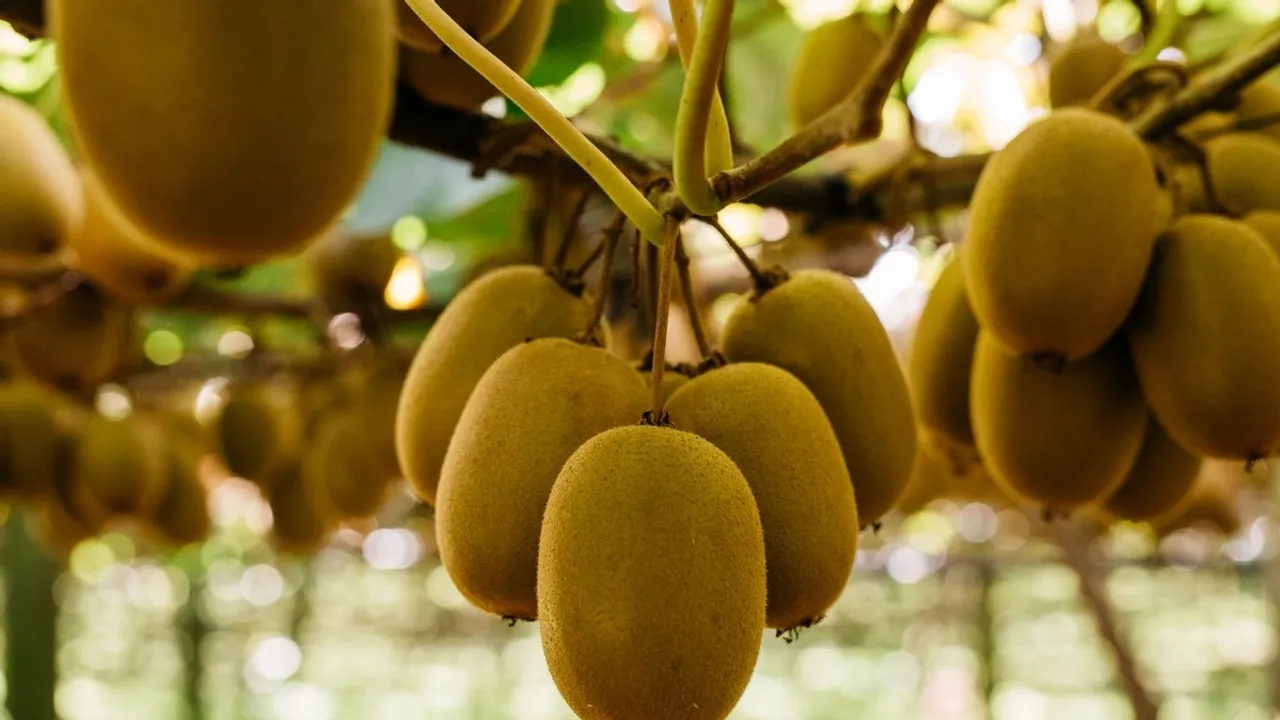 Zespri Kiwifruit Shipment to Europe Delayed Due to Mice Infestation