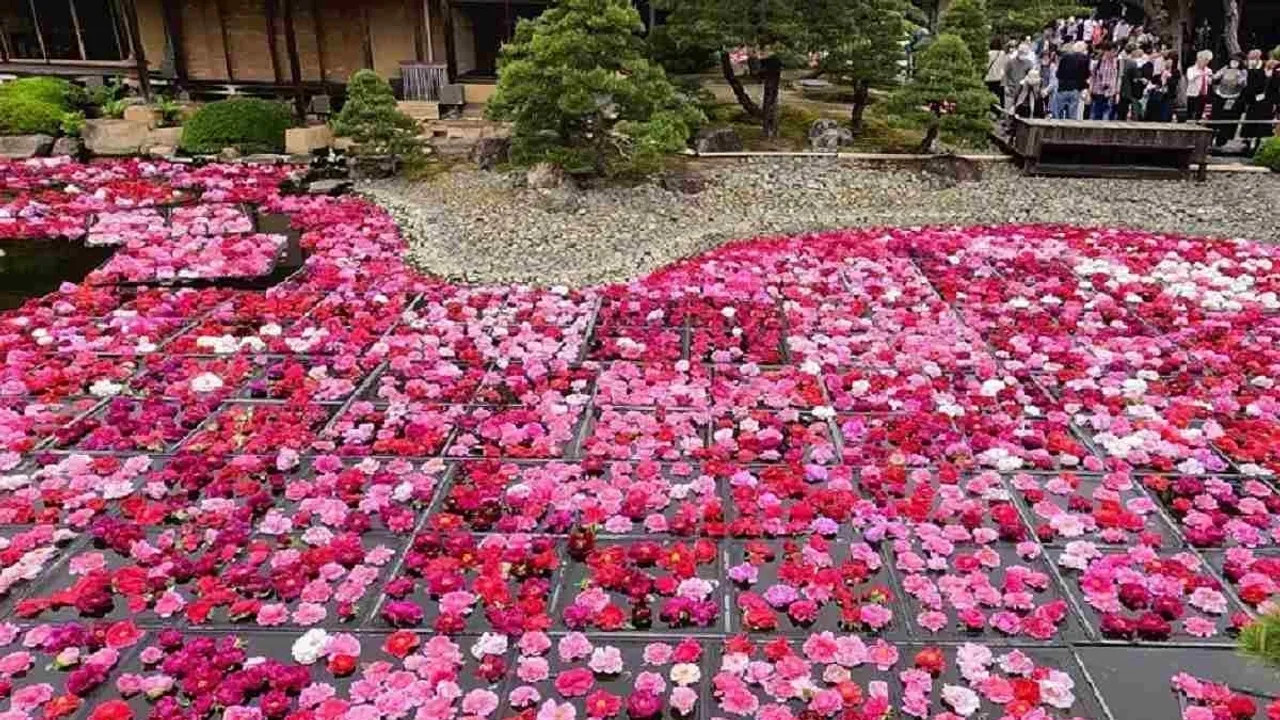 Enchanting Display of 30,000 Floating Peonies at Japanese Garden