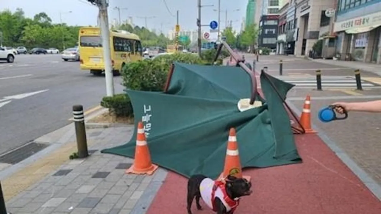 Seoul Deploys Over 1,400 Human-Pet Dog Patrol Teams to Boost Neighborhood Safety
