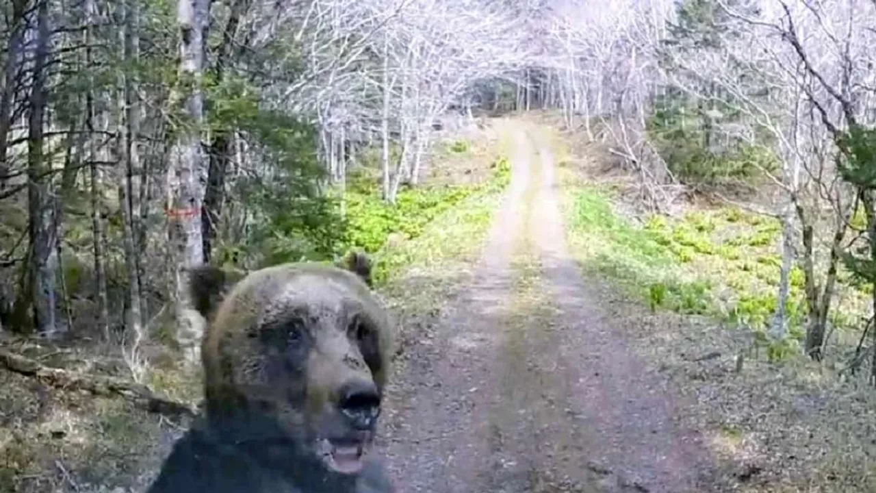 Brown Bear Attacks Light Truck in Hokkaido Forest, Dashcam Footage Released