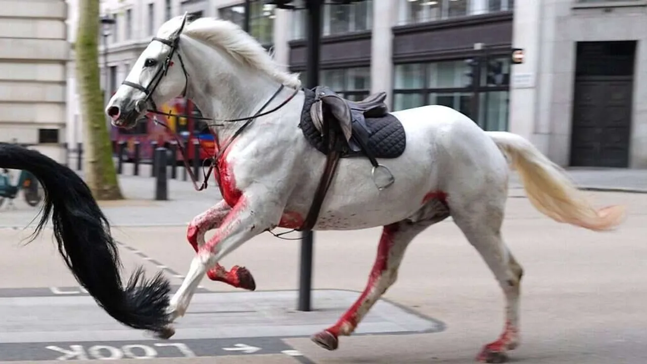 Horses Covered in Blood Run Loose in Central London, Causing Chaos and Injuries