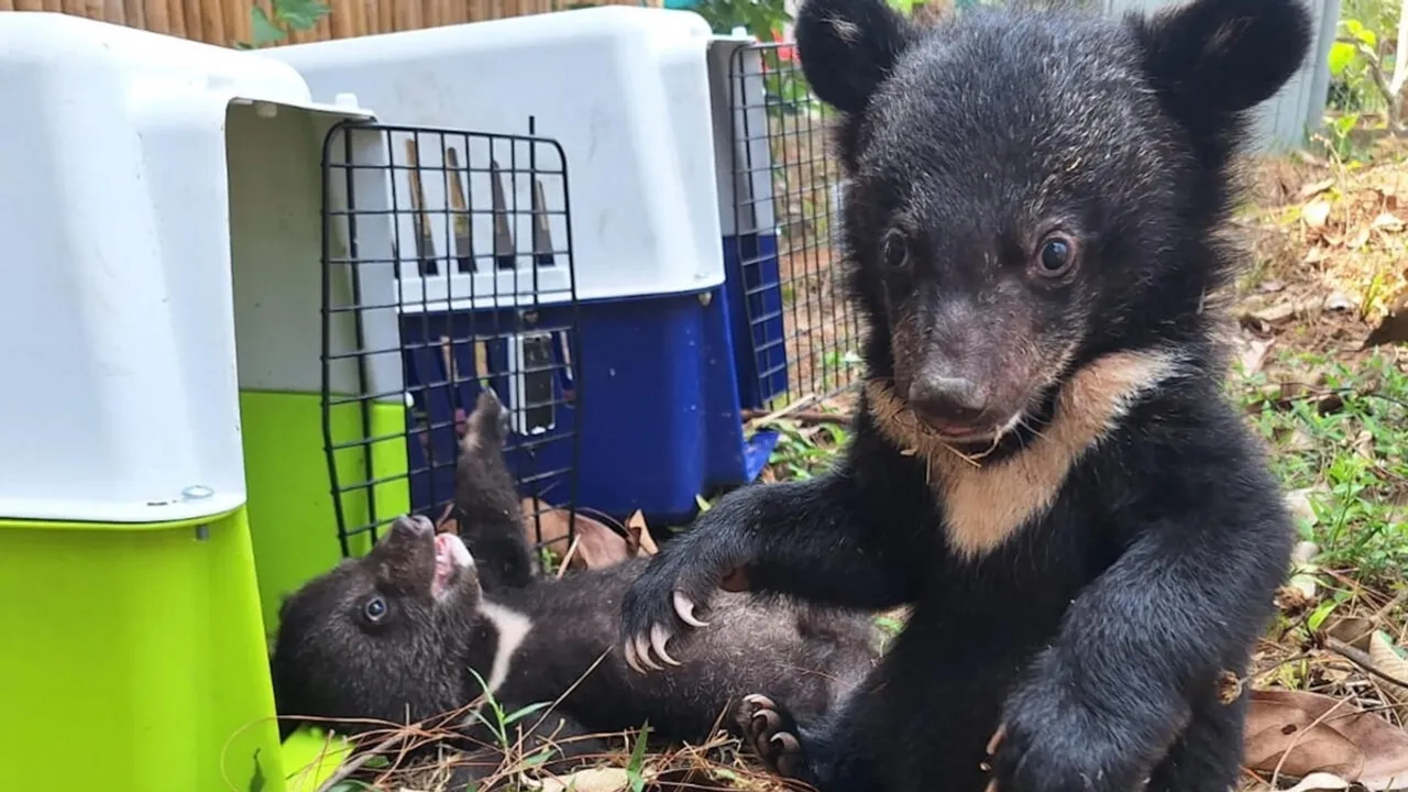 16 Bear Cubs Rescued from Illegal Wildlife Trade in Laos, Recovering at Sanctuary