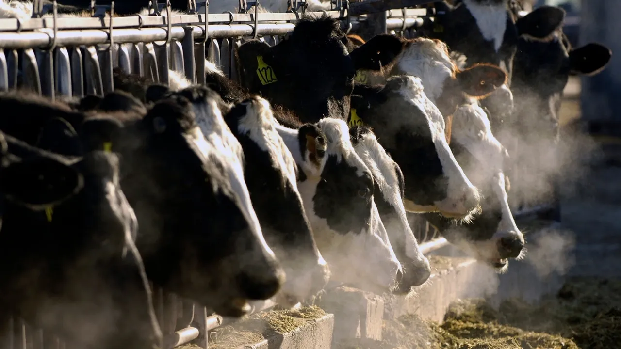 Viral Bird Flu Detected in U.S. Milk Samples, Indicating Wider Spread Among Dairy Herds