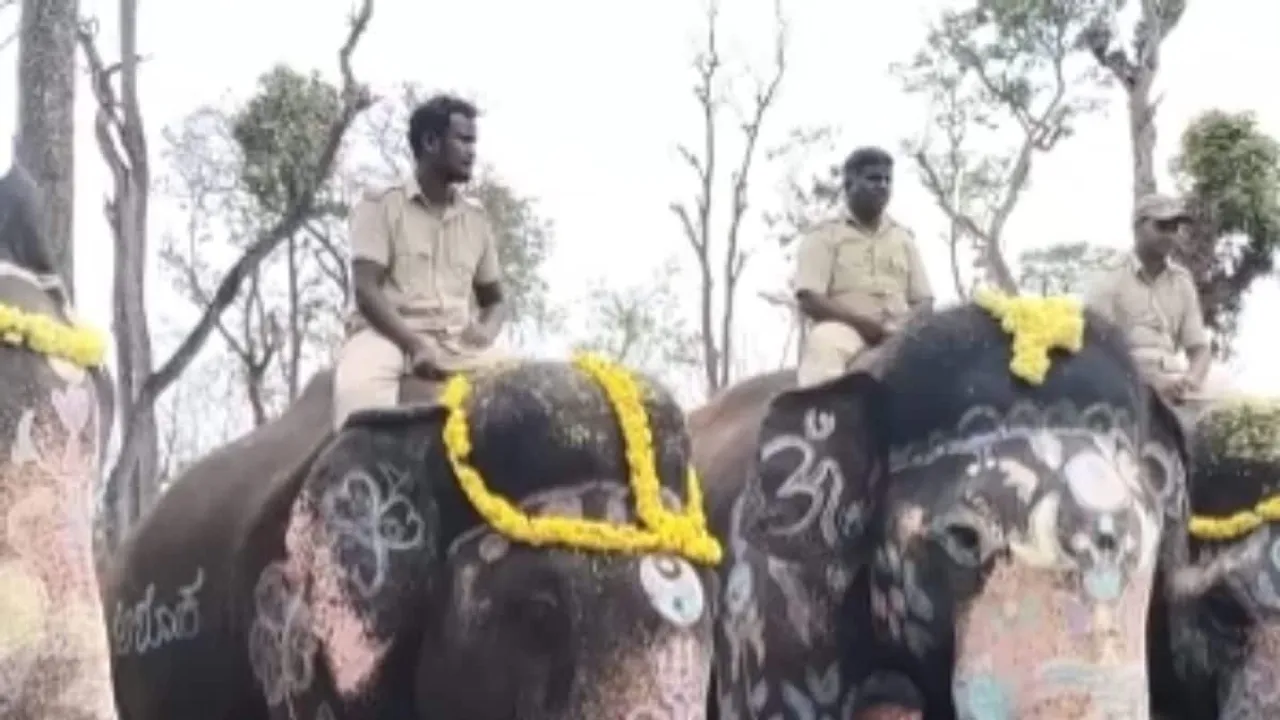 Elephant Spotted Roaming on Main Road in Kodagu District, Karnataka