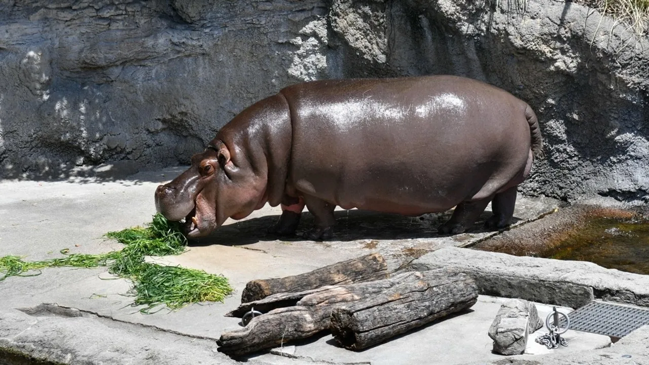 Osaka Zoo Discovers Male Hippo Is Actually Female After 28 Years