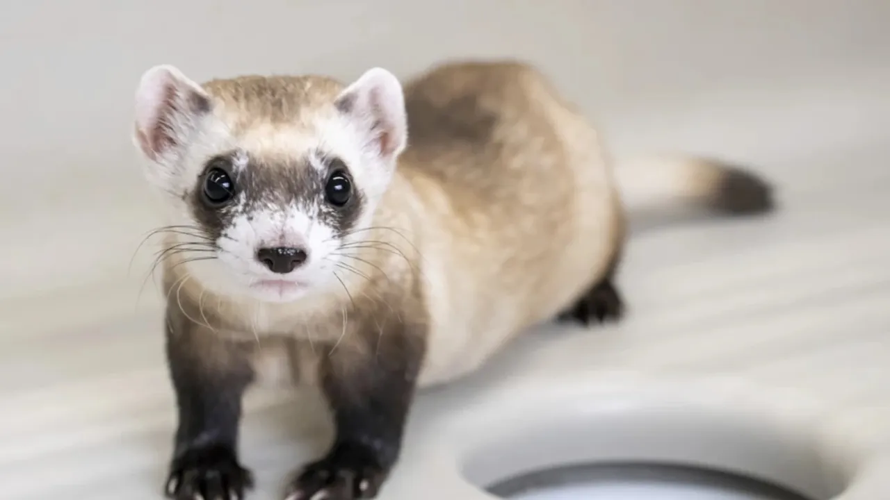 Scientists Successfully Clone Endangered Black-Footed Ferrets
