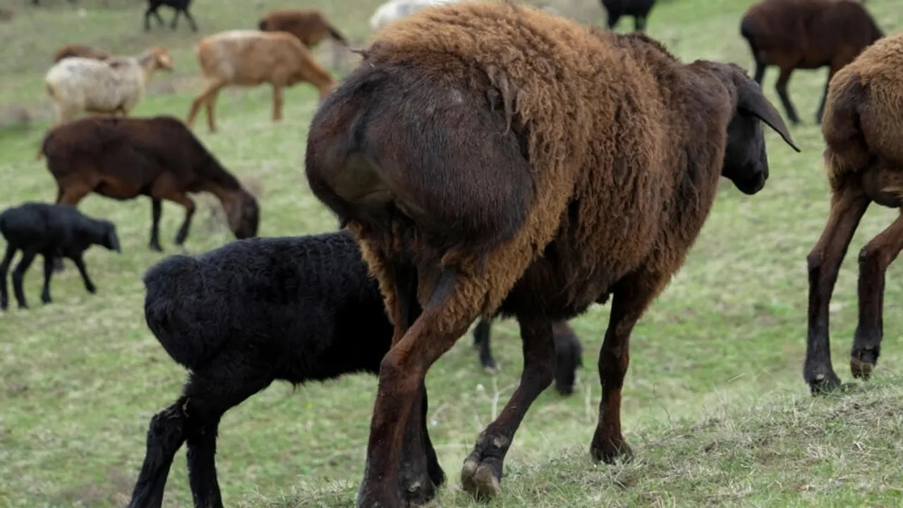 Tajikistan's Giant Hissar Sheep Helping Farmers Combat Land Degradation