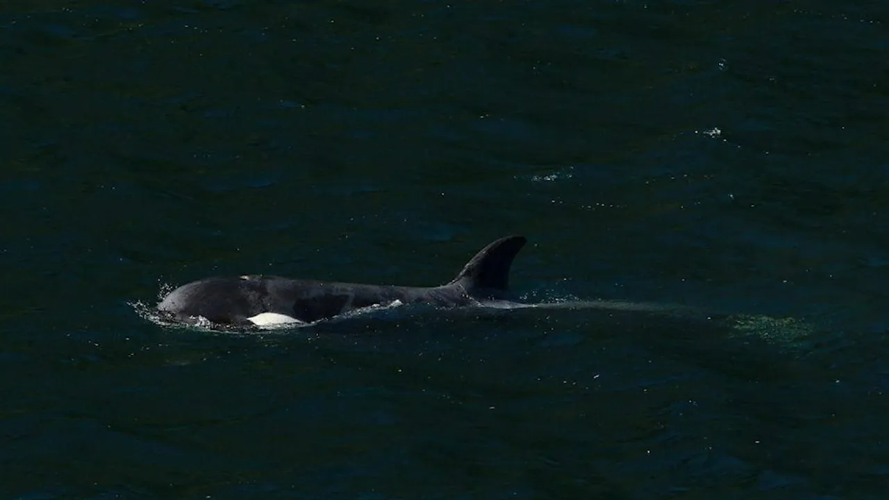 Orphaned Orca Calf Escapes Lagoon on Vancouver Island After Month-Long Ordeal