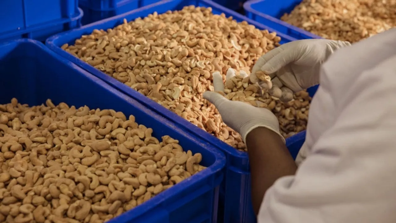 Kenyan Cashew Nut Industry Exposes Workers to Toxic Chemicals and Poor Conditions