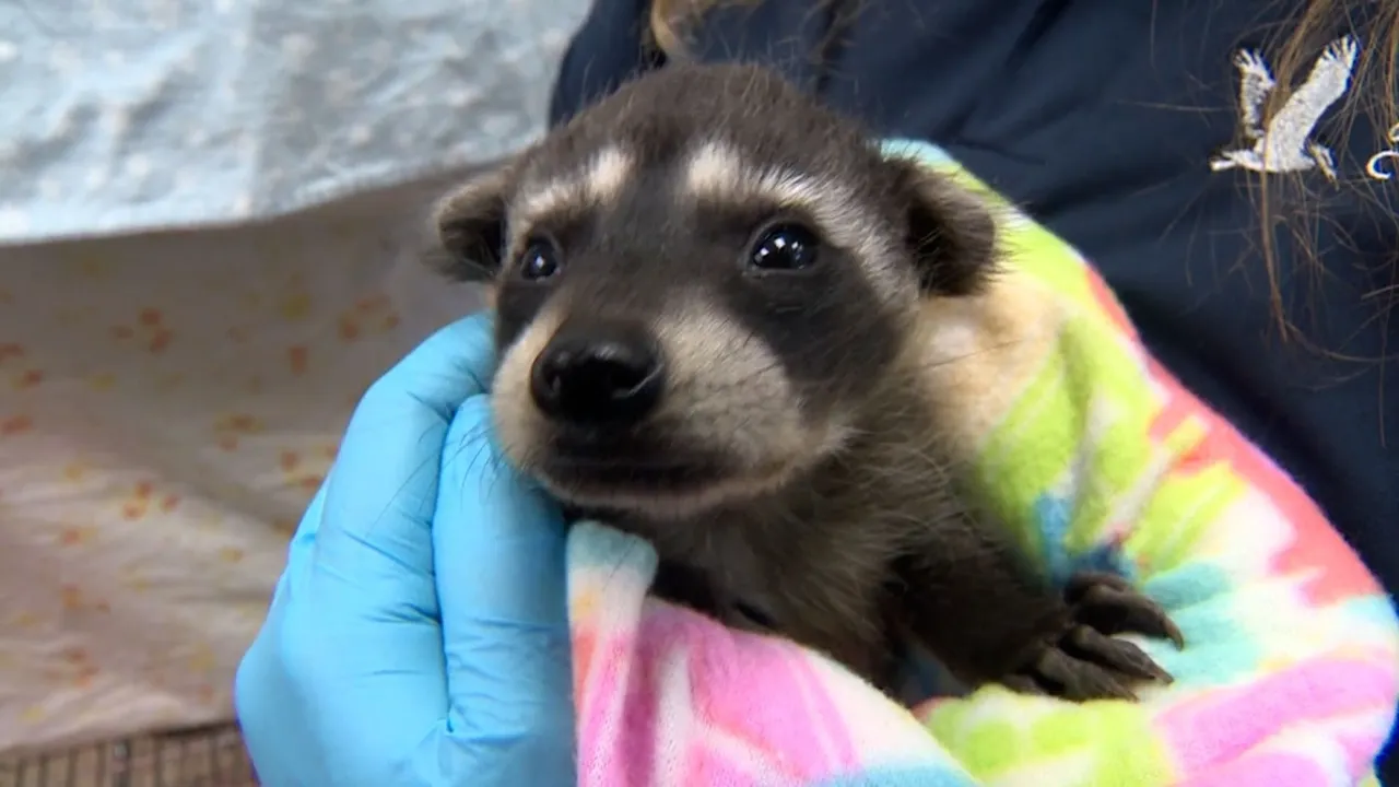 California Wildlife Rescue Centers Inundated with Baby Animals After April Storms