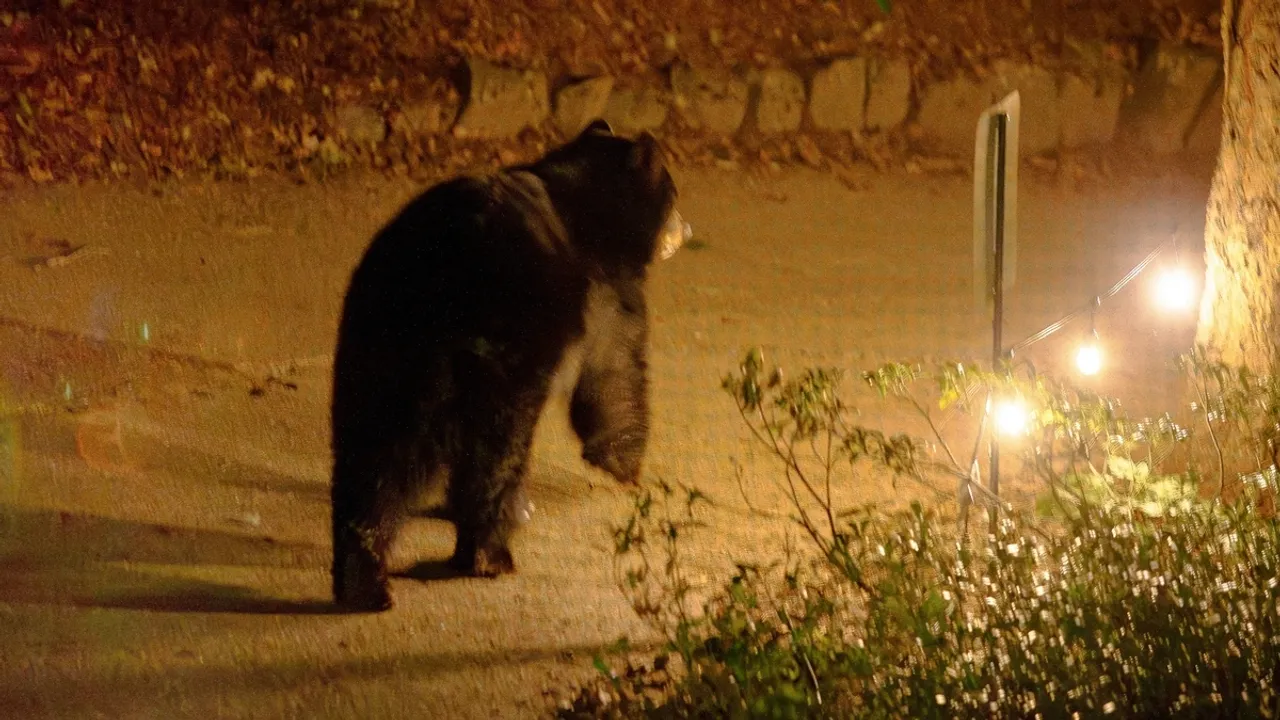 Black Bear Spotted Roaming Through Corvallis, Oregon in Early Morning Hours