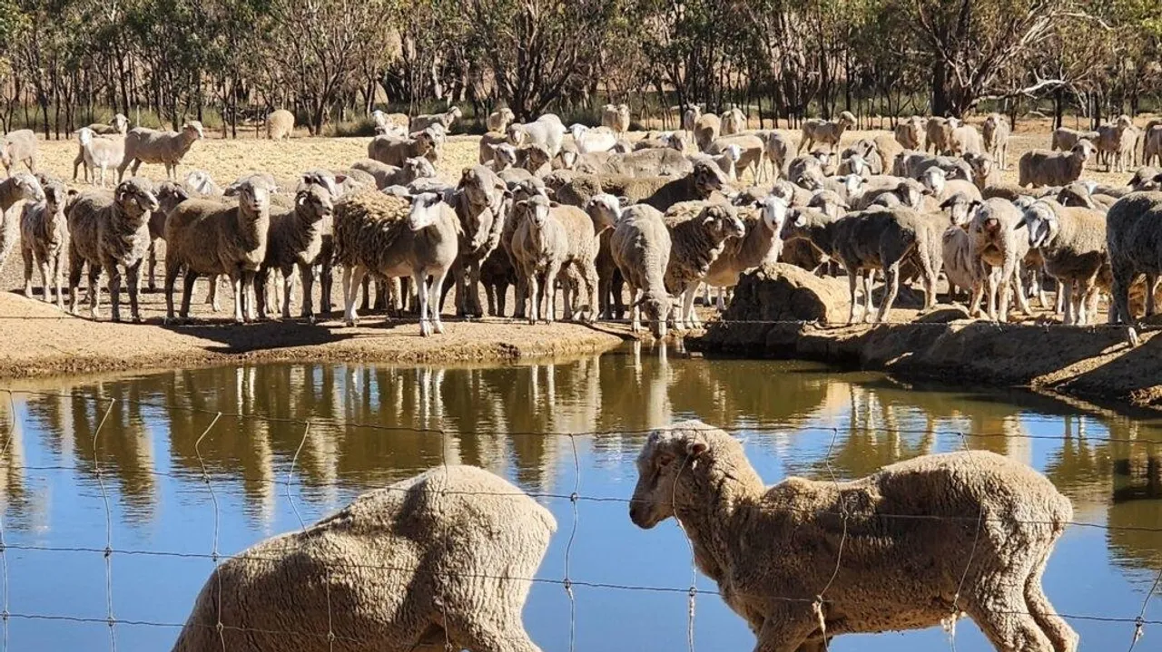Australian Government's Plan to Ban Live Sheep Exports by 2028 Faces Backlash