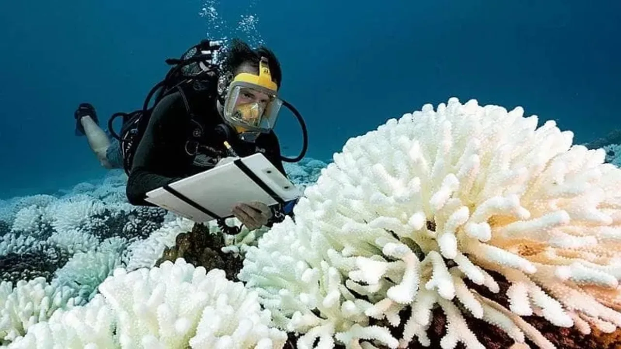 Coral Bleaching Event Devastates Red Coral in Mediterranean Sea