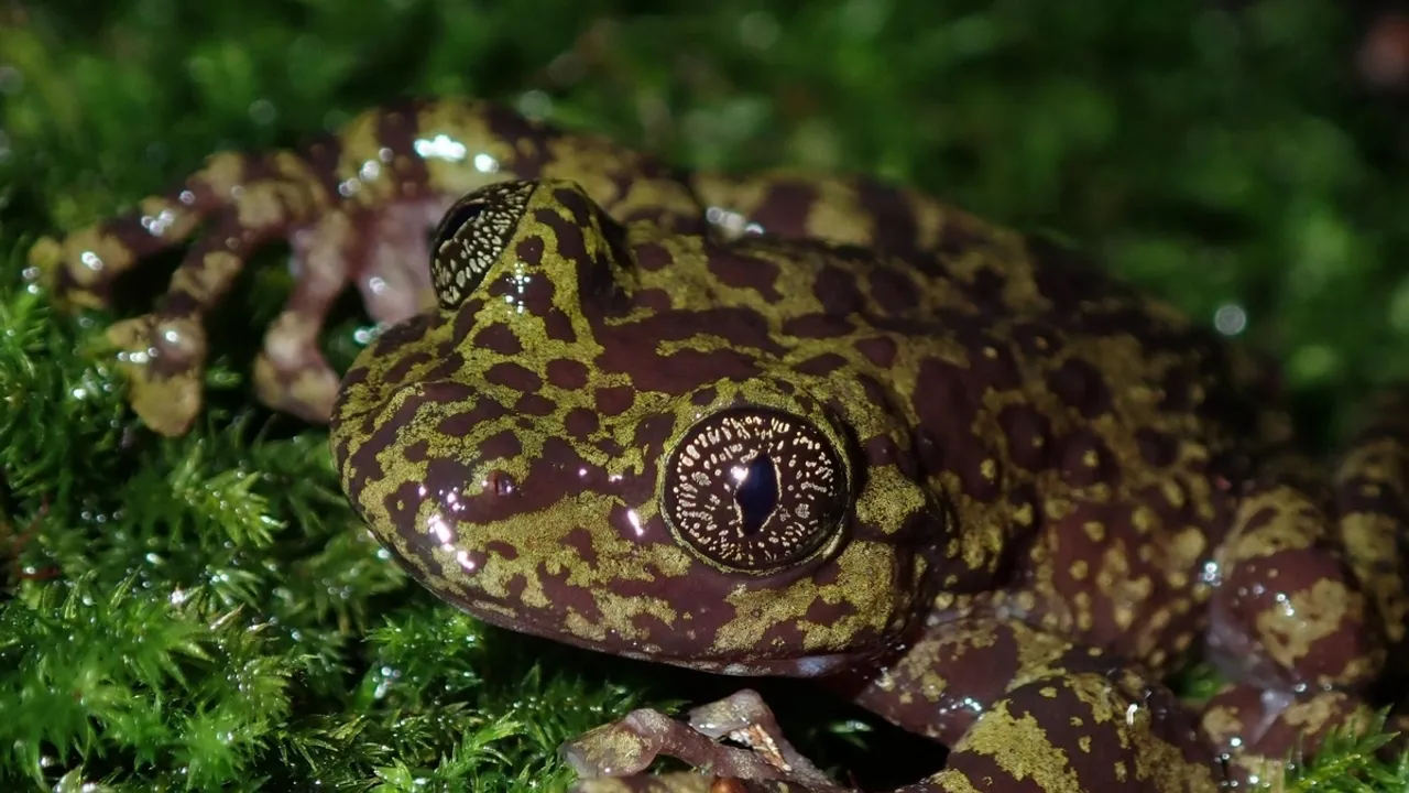 Amphibian Conservation Project in Kehlen Proves Successful