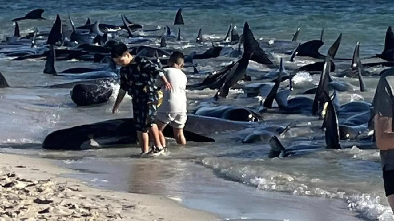 140 Pilot Whales Stranded in Western Australia, 26 Dead as Rescue Efforts Underway 