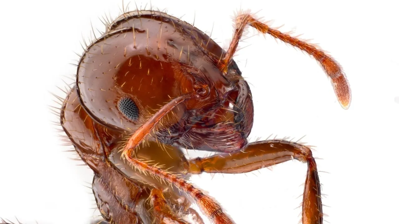 New Modeling Reveals Higher Economic Impact of Fire Ant Infestation in Australia