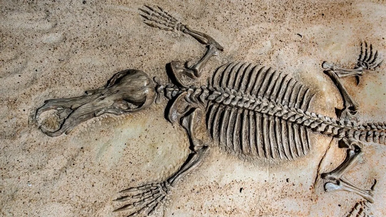 Australian Researchers Study Ancient Fossils to Protect Endangered Species
