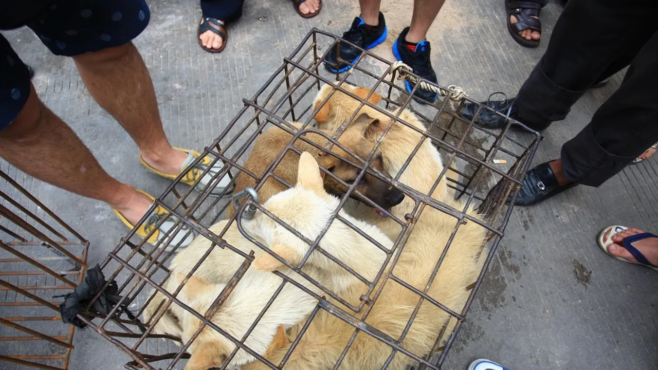 Chinese Universities Expel Students for Animal Abuse Amid Growing Public Outcry
