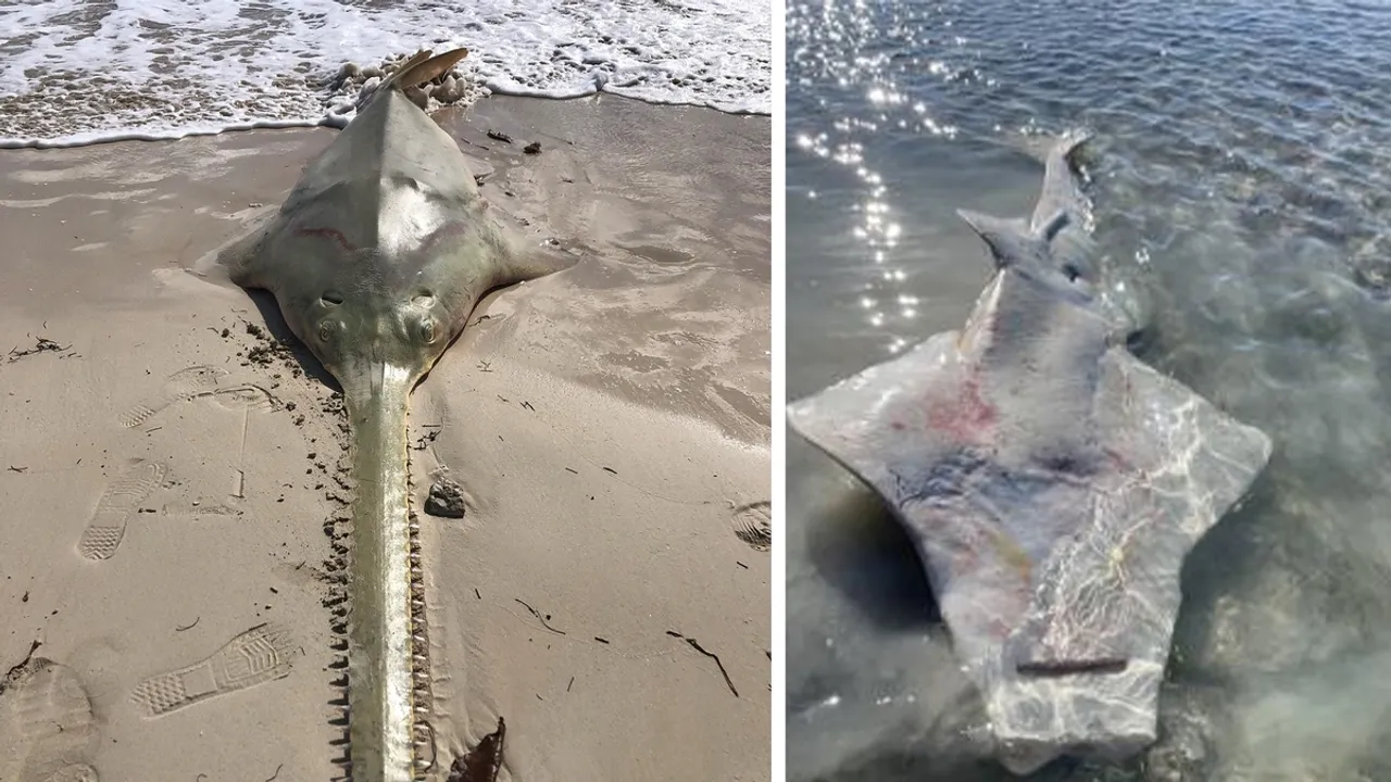 Mysterious Deaths of Endangered Sawfish and Other Fish Investigated in Florida Keys