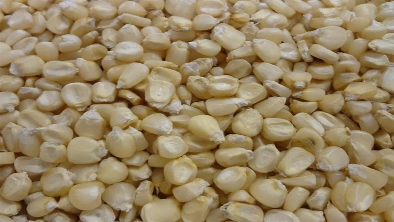 Zimbabwe Imports 410,667 Tonnes of Maize Worth $128 Million in Q1 2024 Amid El Nino-Induced Deficit