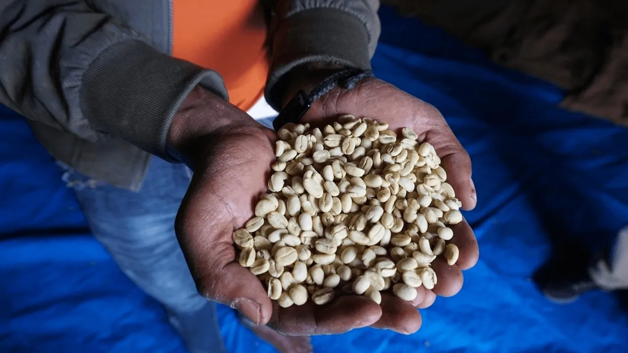 Ethiopia Liberalizes Coffee Exports, Allowing Foreign Investors Direct Access