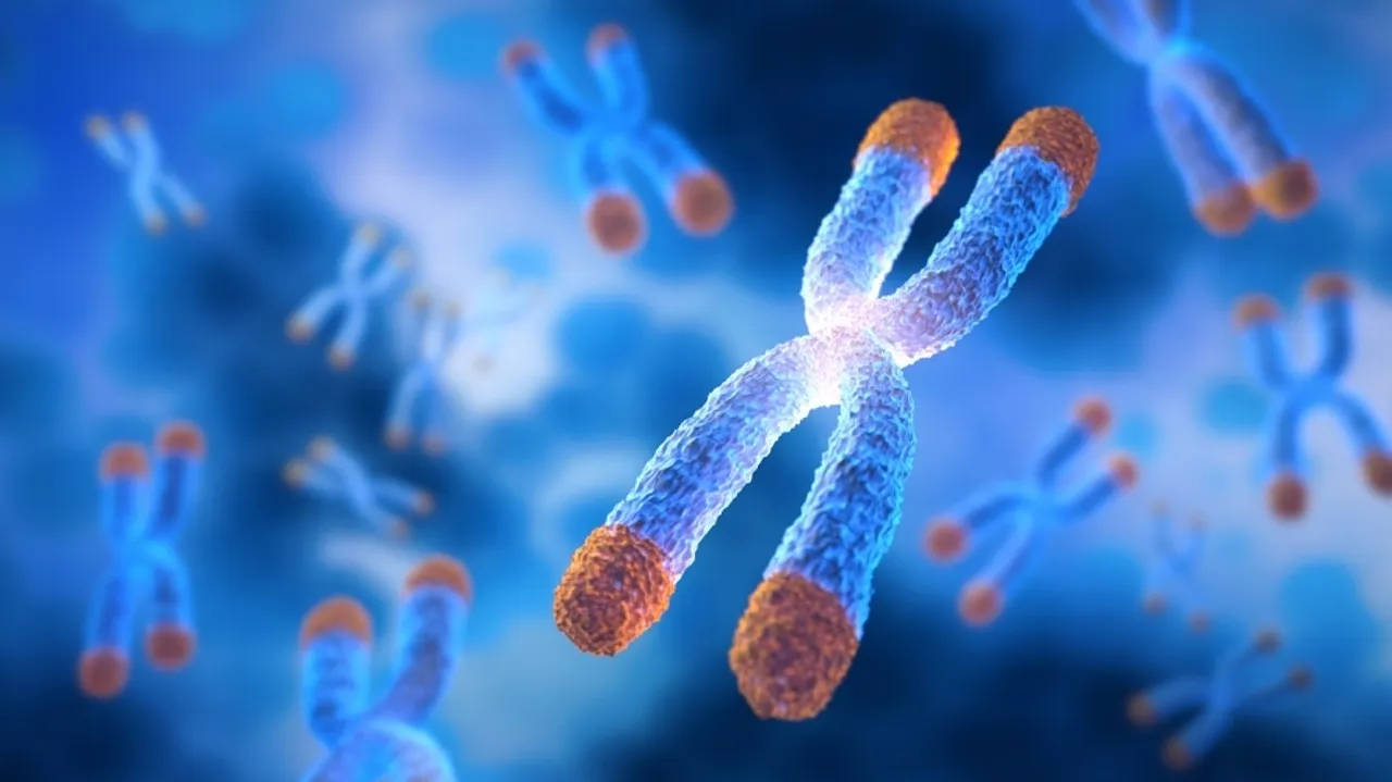 UC Santa Cruz Study Reveals New Insights into Telomere Lengths