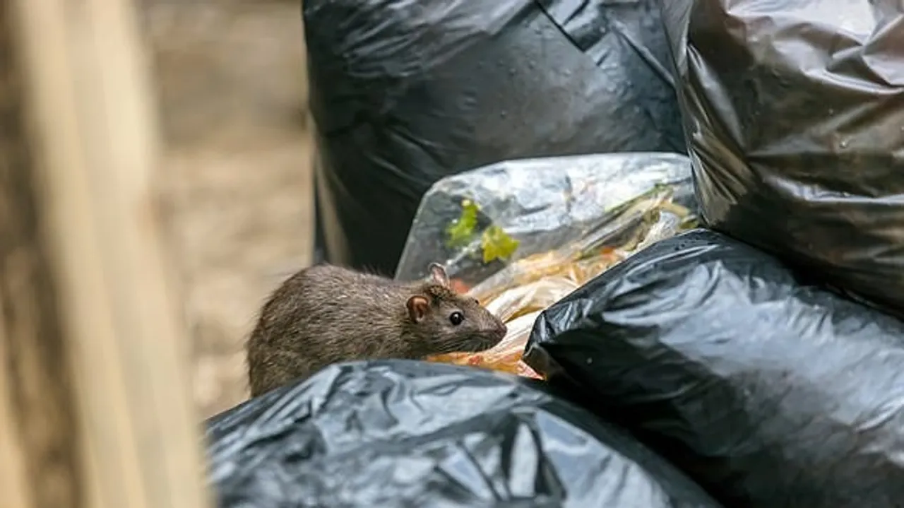 Rat-Related Illnesses Surge to Record Levels in New York City