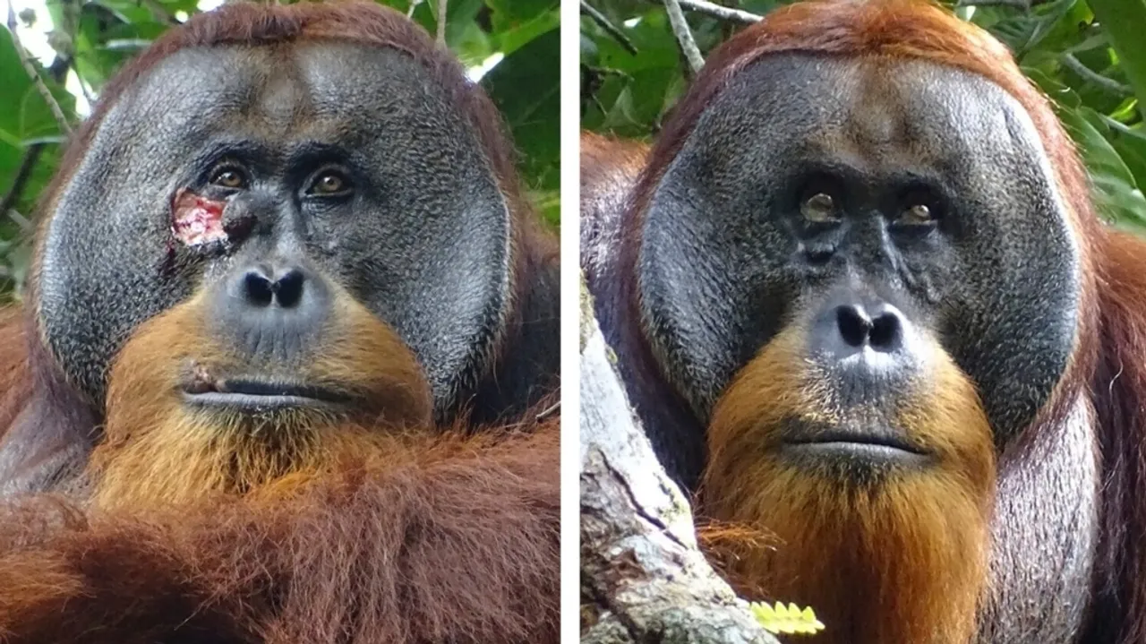 Orangutan's Medicinal Plant Use Offers Clues to Human Wound Care Origins
