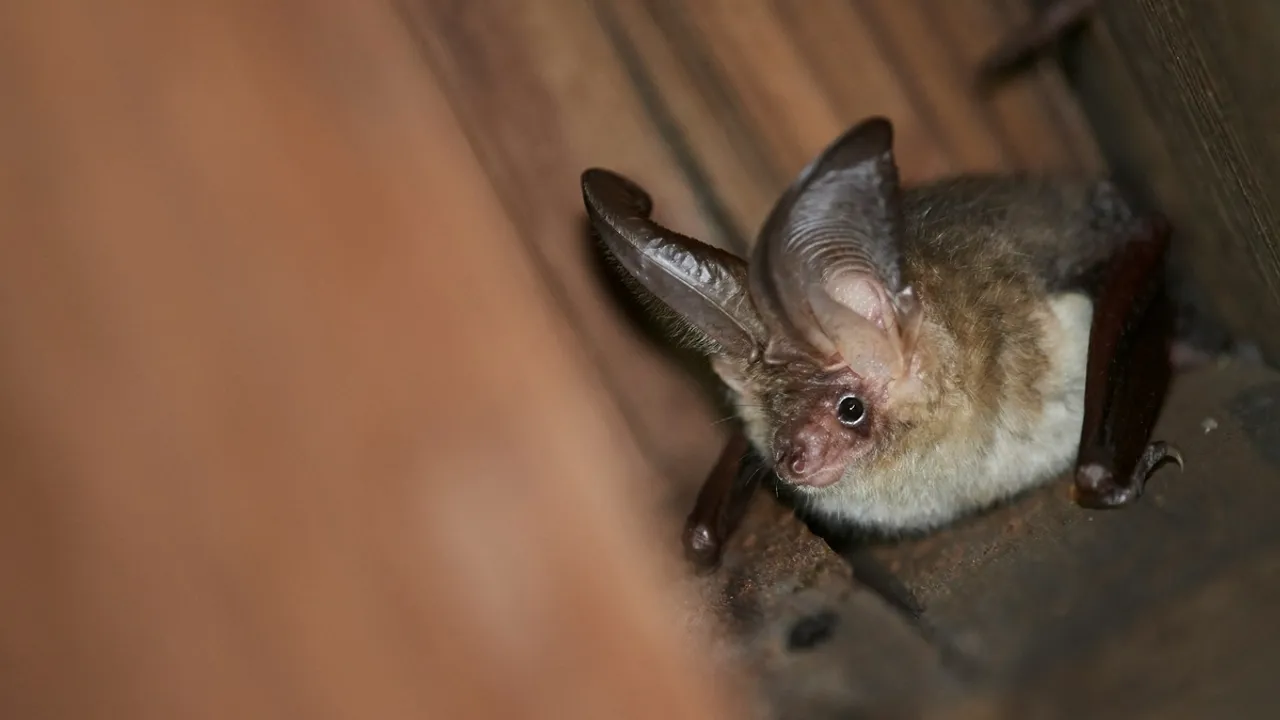 Bat Colony Discovered in Polish School Attic Offers Unique Observation Opportunity