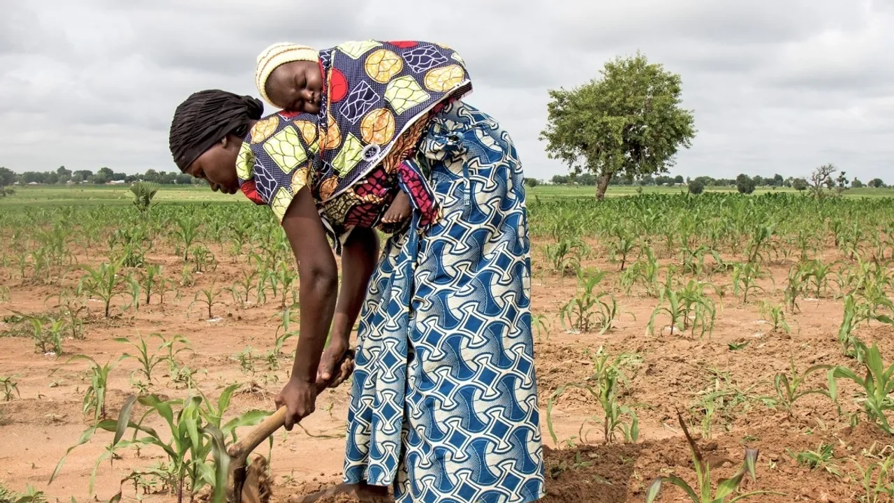 Nigerian farmers are experiencing the devastating effects of climate change, including soaring temperatures and prolonged droughts. | CC BY-NC-ND / ICRC / Jesus Serrano Redondo