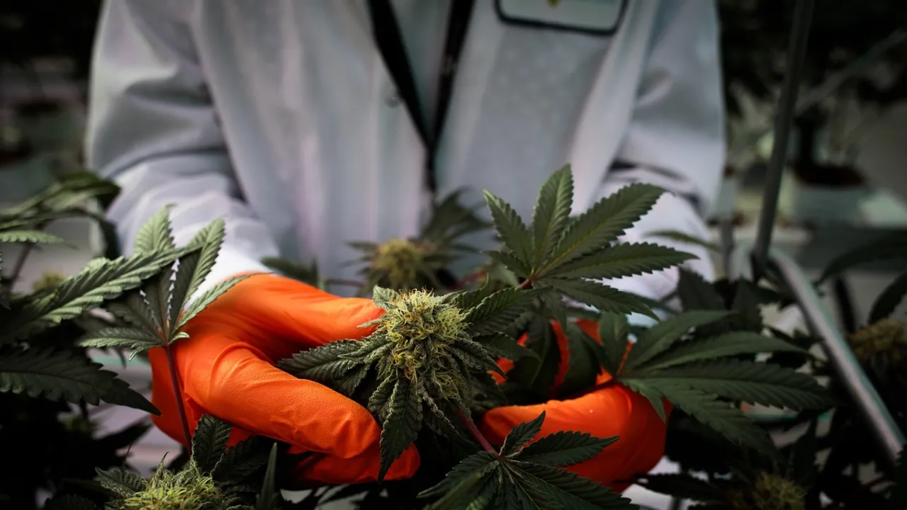 Manitoba to Allow Homegrown Recreational Cannabis, Lifting Ban