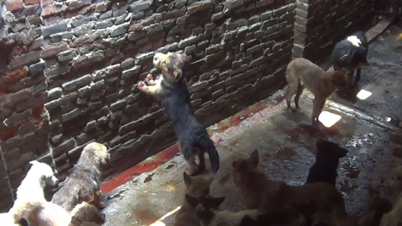 Three Men Arrested in Cuba for Selling Dog Meat Amid Food Crisis