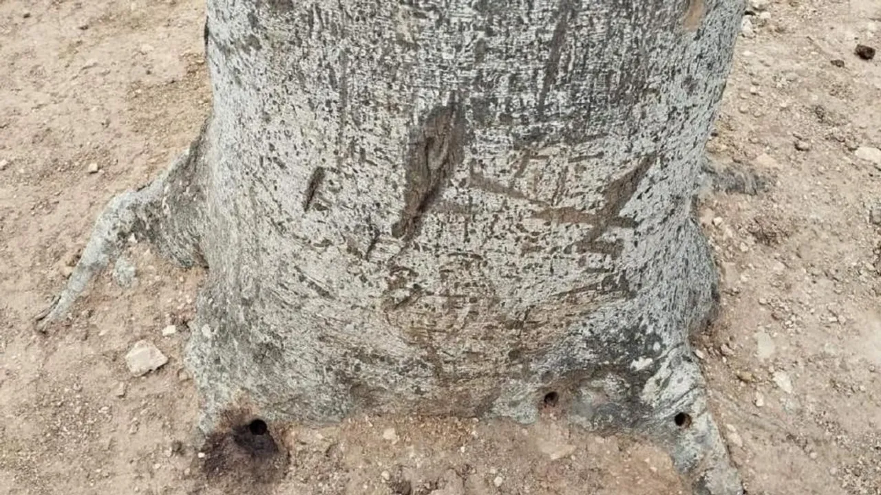 Vandalized Mosta Trees in Malta Likely to Survive, Investigations Ongoing