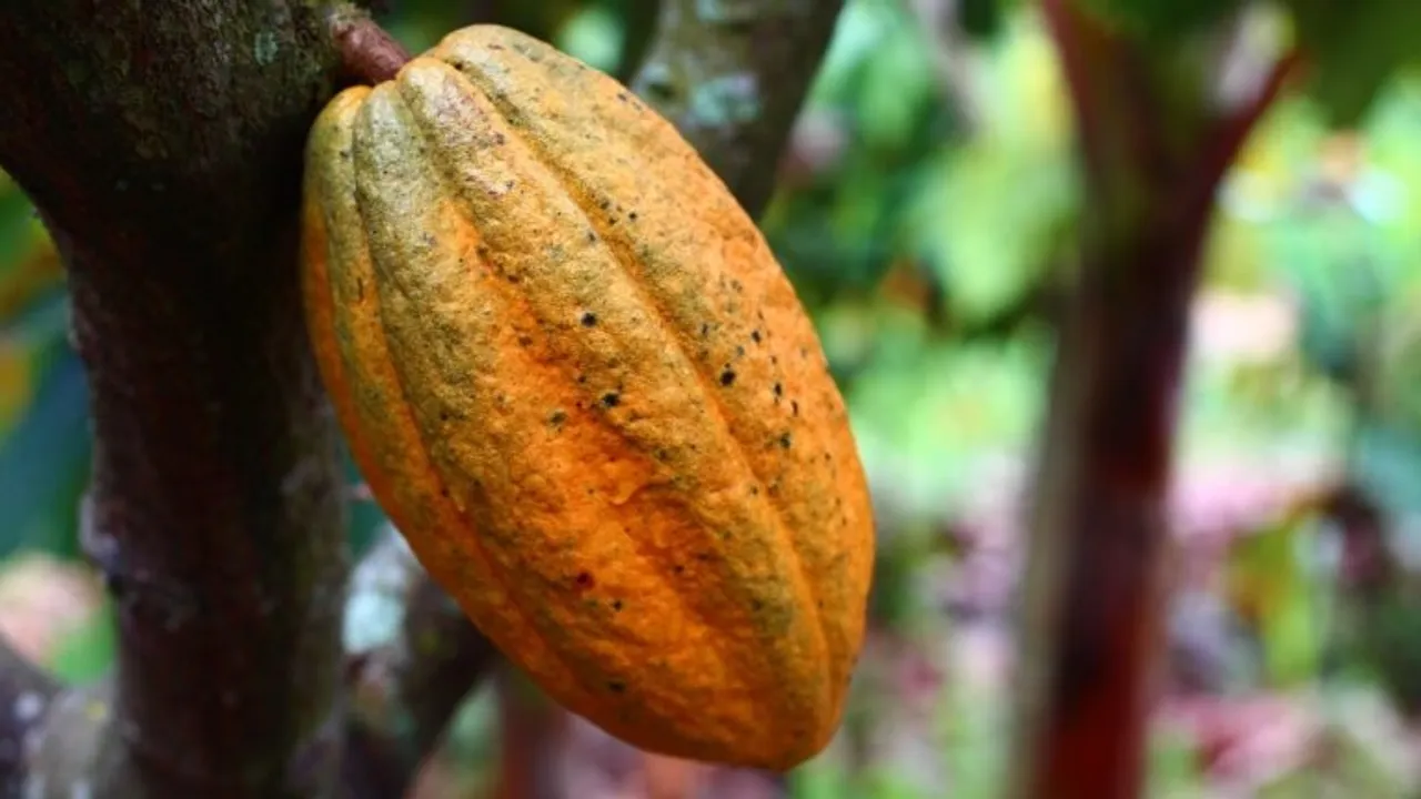 Gold Fields Ghana Foundation Invests $28,000 to Support 120 Cocoa Farmers