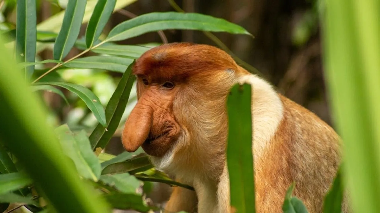 Male Proboscis Monkeys' Large Noses Evolved to Attract Mates