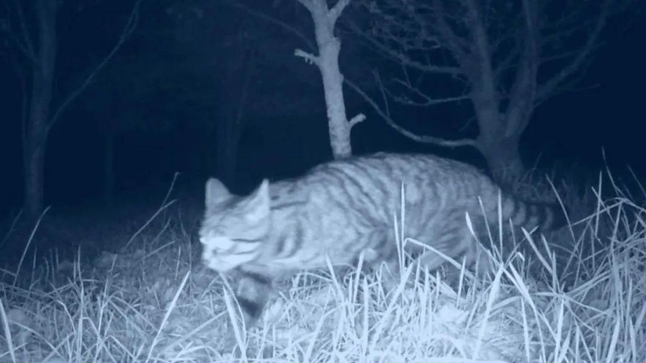Rare Footage Reveals Scottish Wildcat's Nocturnal Hunting Behavior