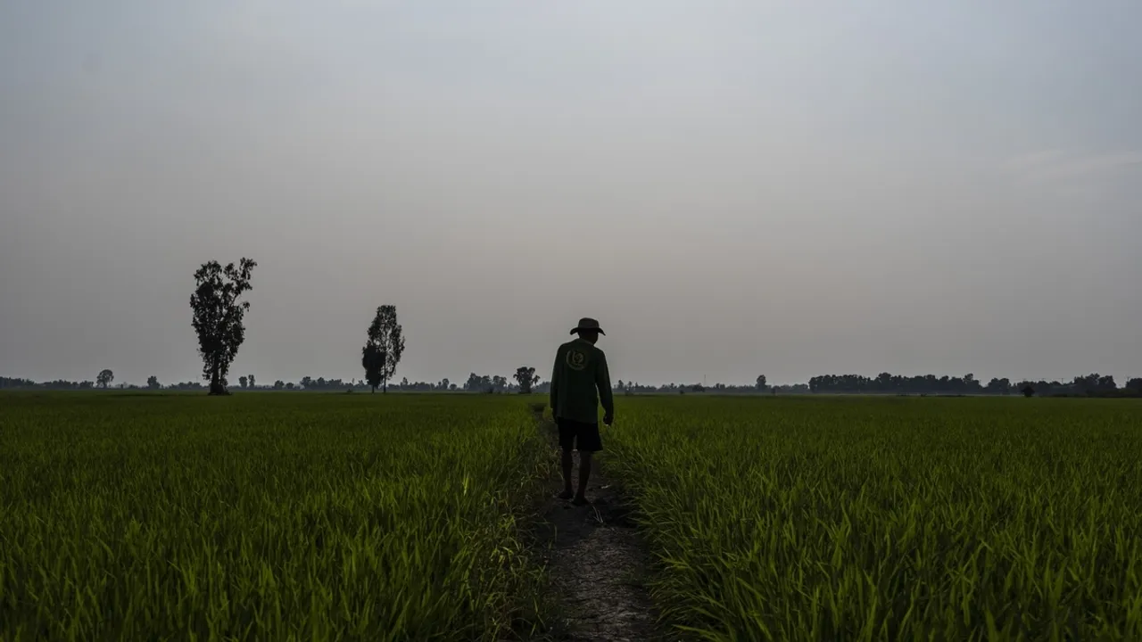 Vietnamese Farmers Adopt Climate-Smart Practices to Cut Methane Emissions from Rice Cultivation