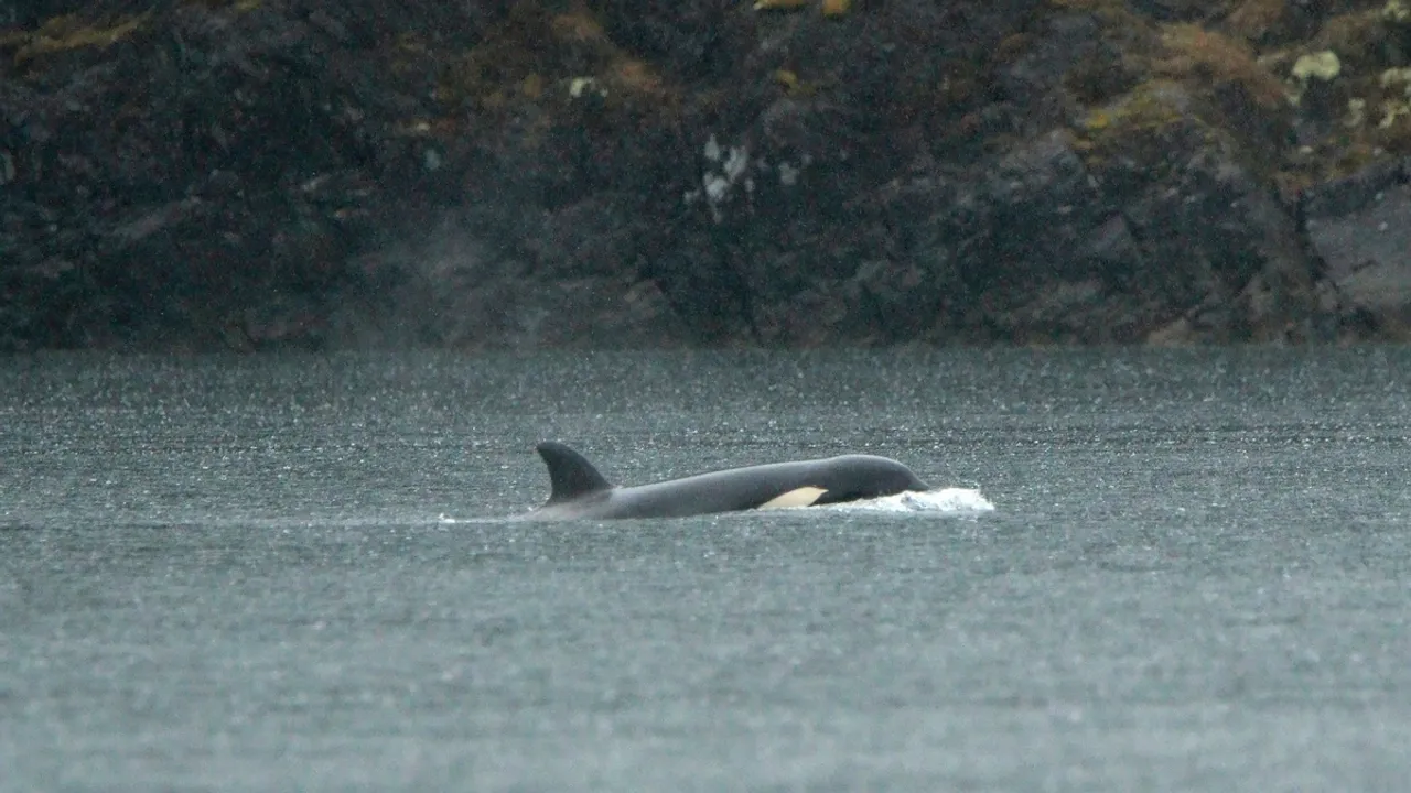 Rescue Teams Gather for Second Attempt to Save Stranded Orca Calf in B.C.