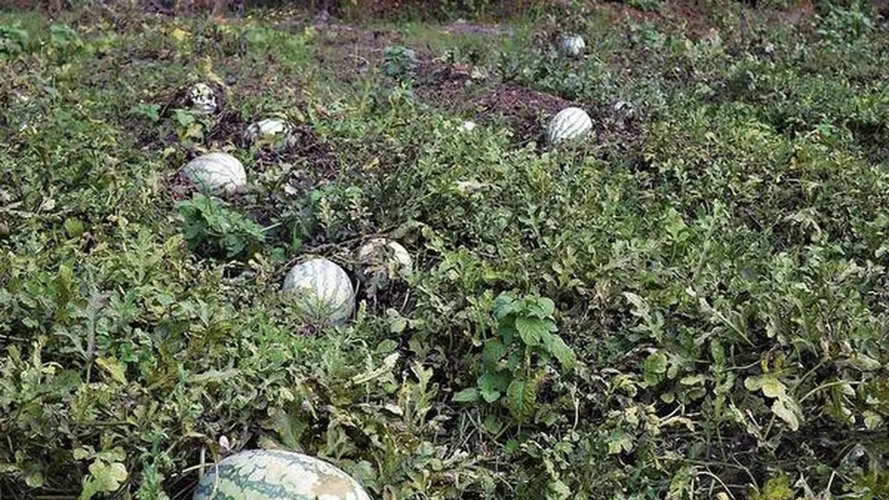 Breakthrough in Watermelon Cultivation in Nepal's Hilly Parvat District