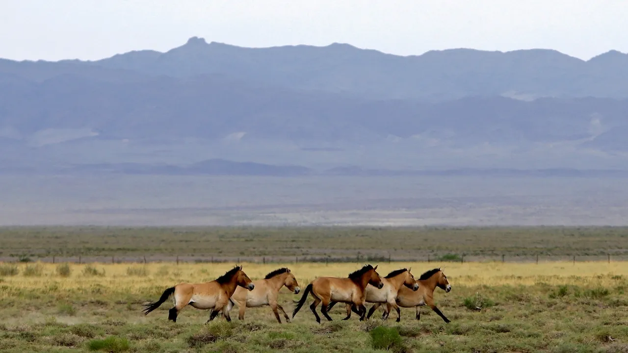 Mongolia Signs Historic $198 Million Nature Conservation Agreement