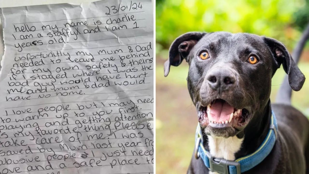Abandoned Dog Found with Heartbreaking Note Highlights Surge in Pet Surrenders Amid Cost-of-Living Crisis