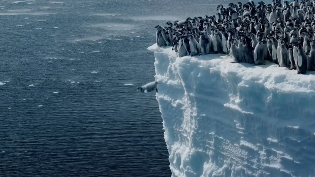 Thousands of Emperor Penguins Leap Off Cliffs in Spectacular Display