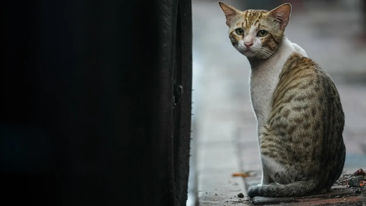 South Korean Man Sentenced to 14 Months in Prison for Killing 76 Cats